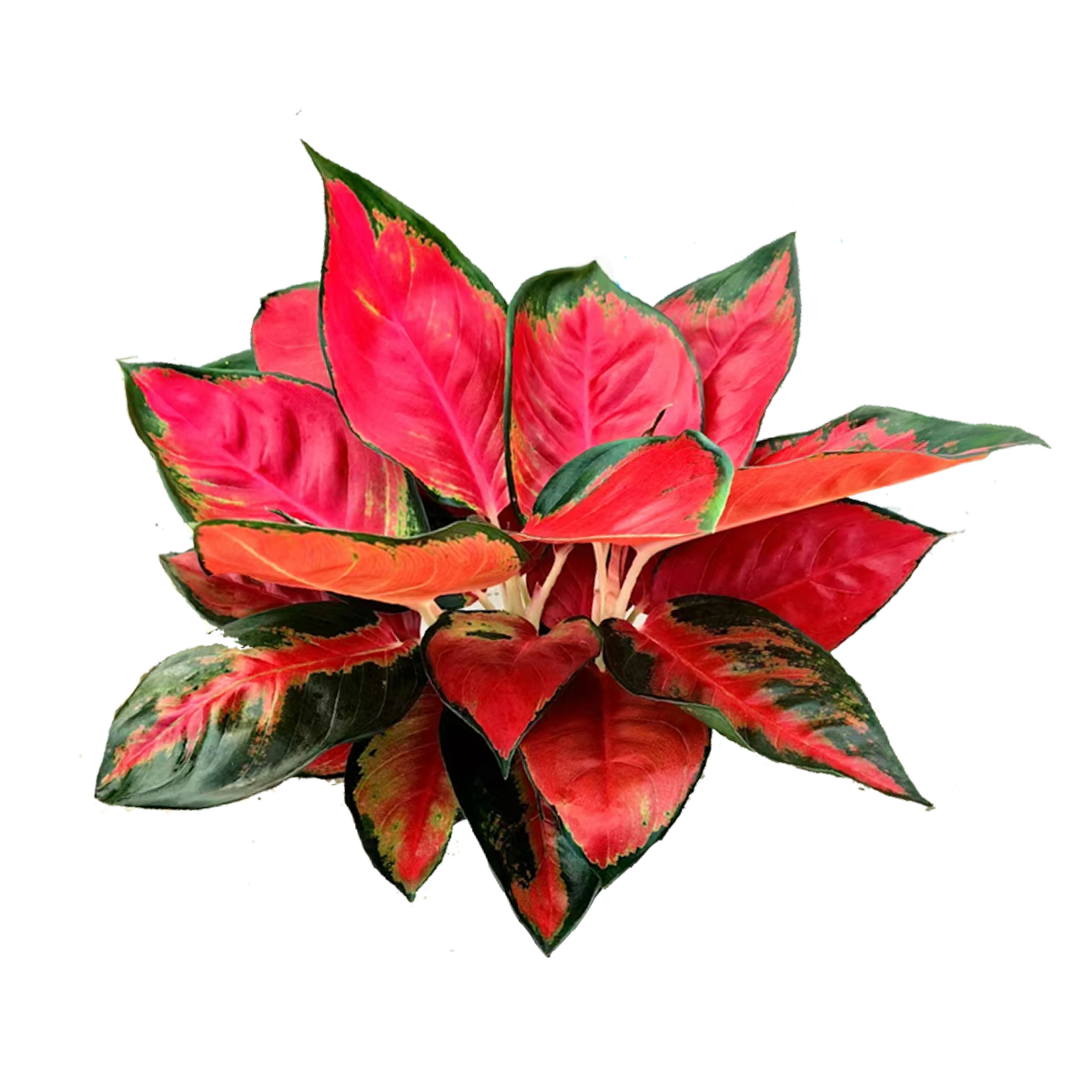 Aglaonema Chinese red