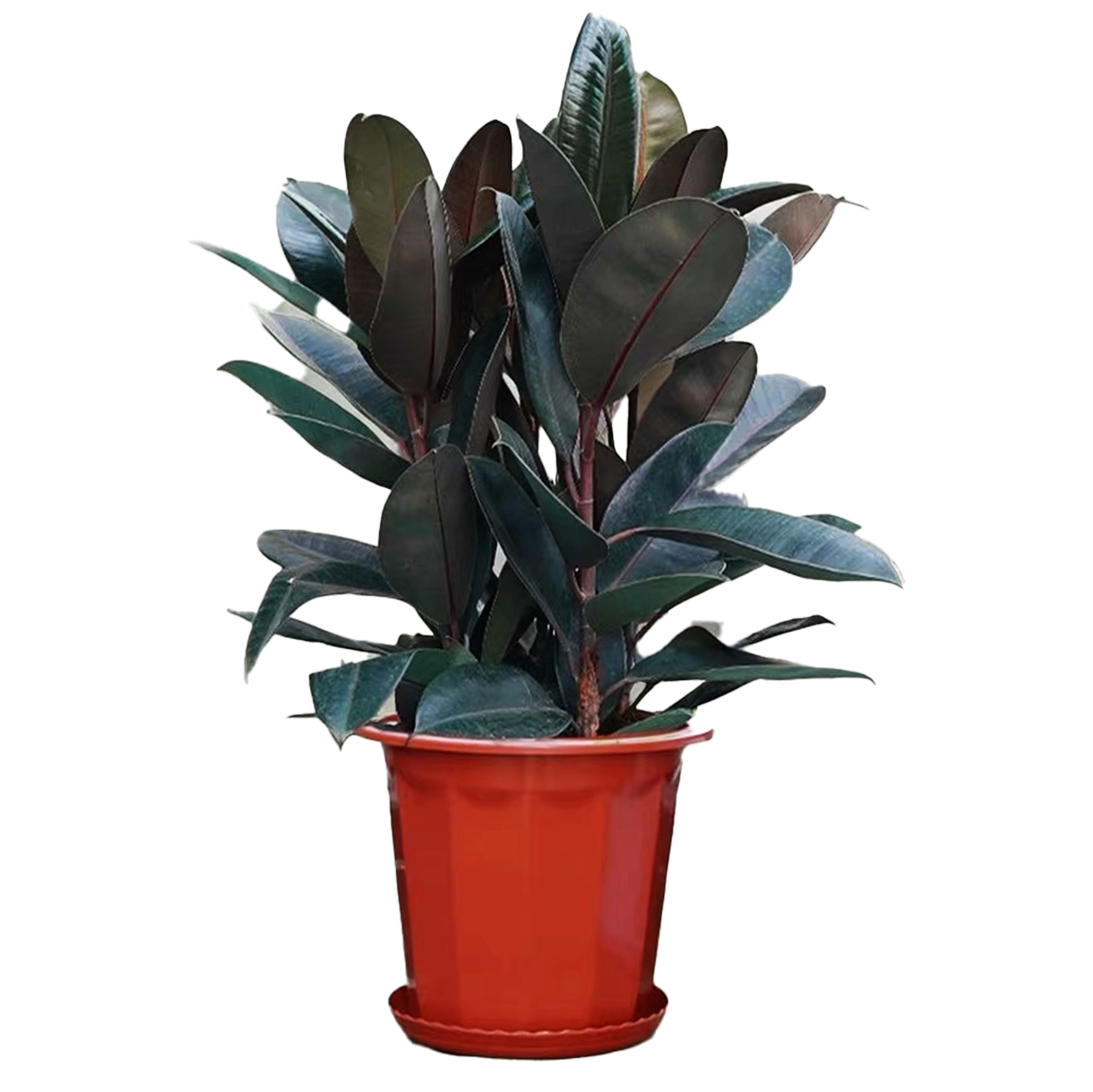 Ficus Elastica Abidjan