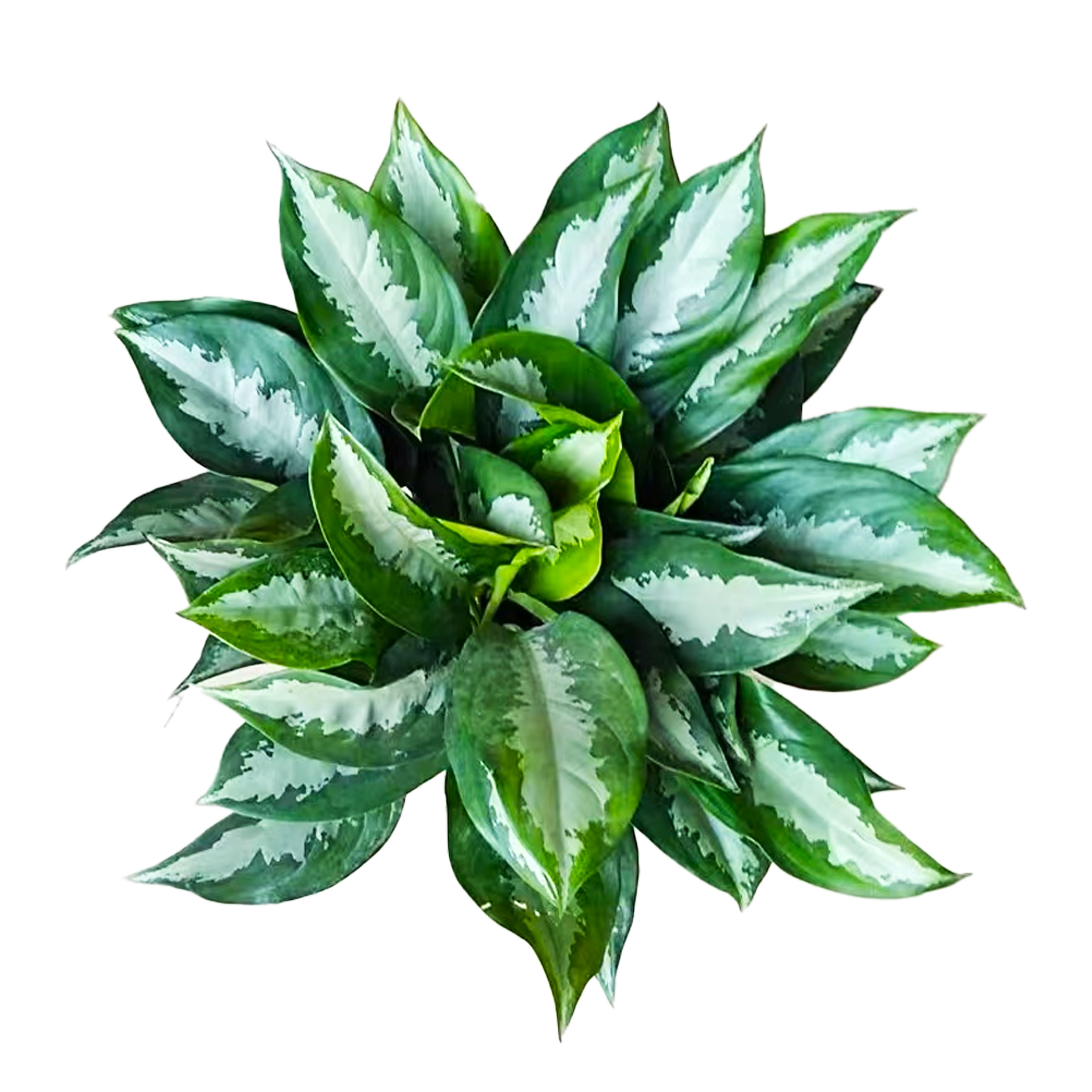 Aglaonema crispum nicolson