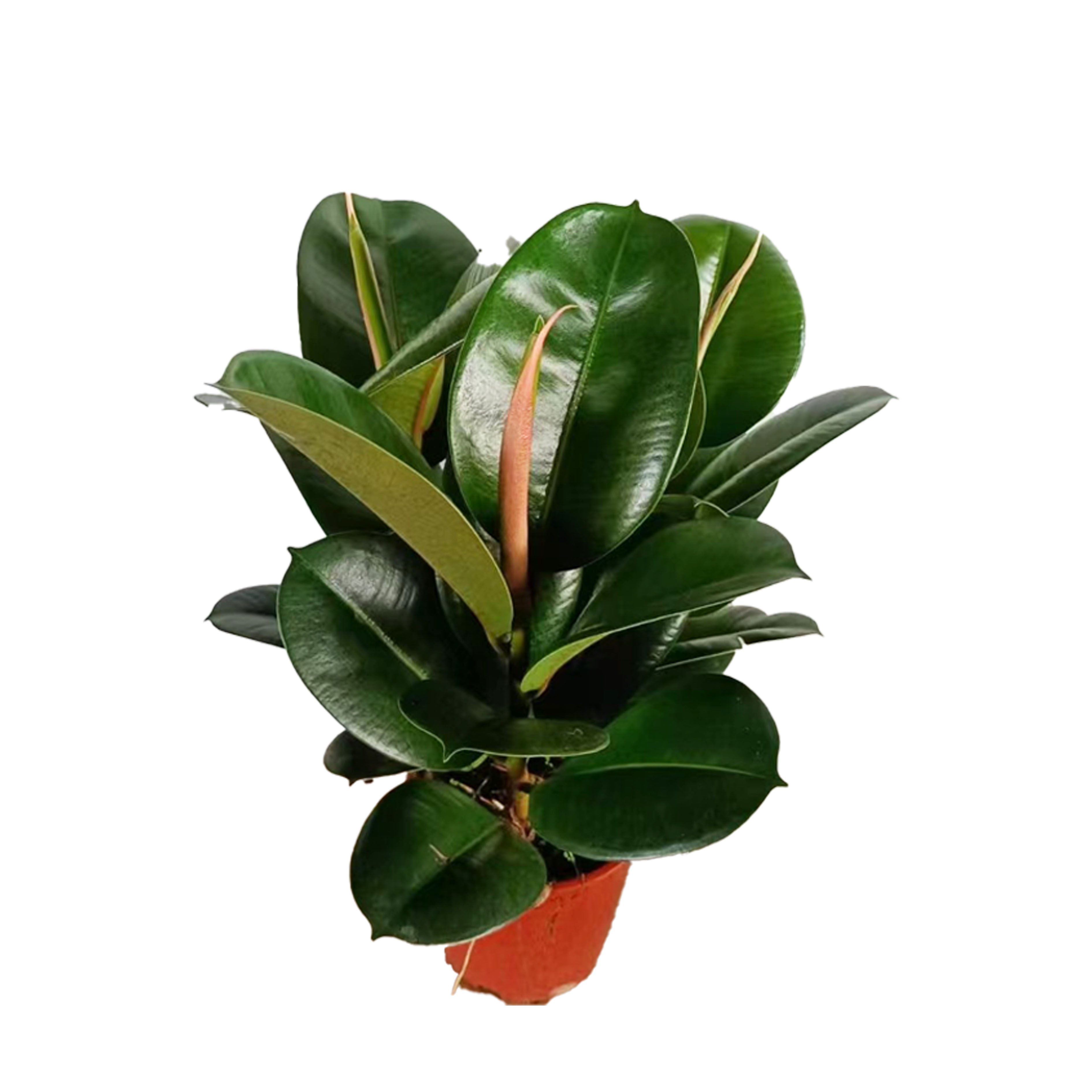 Ficus Elastica Robusta