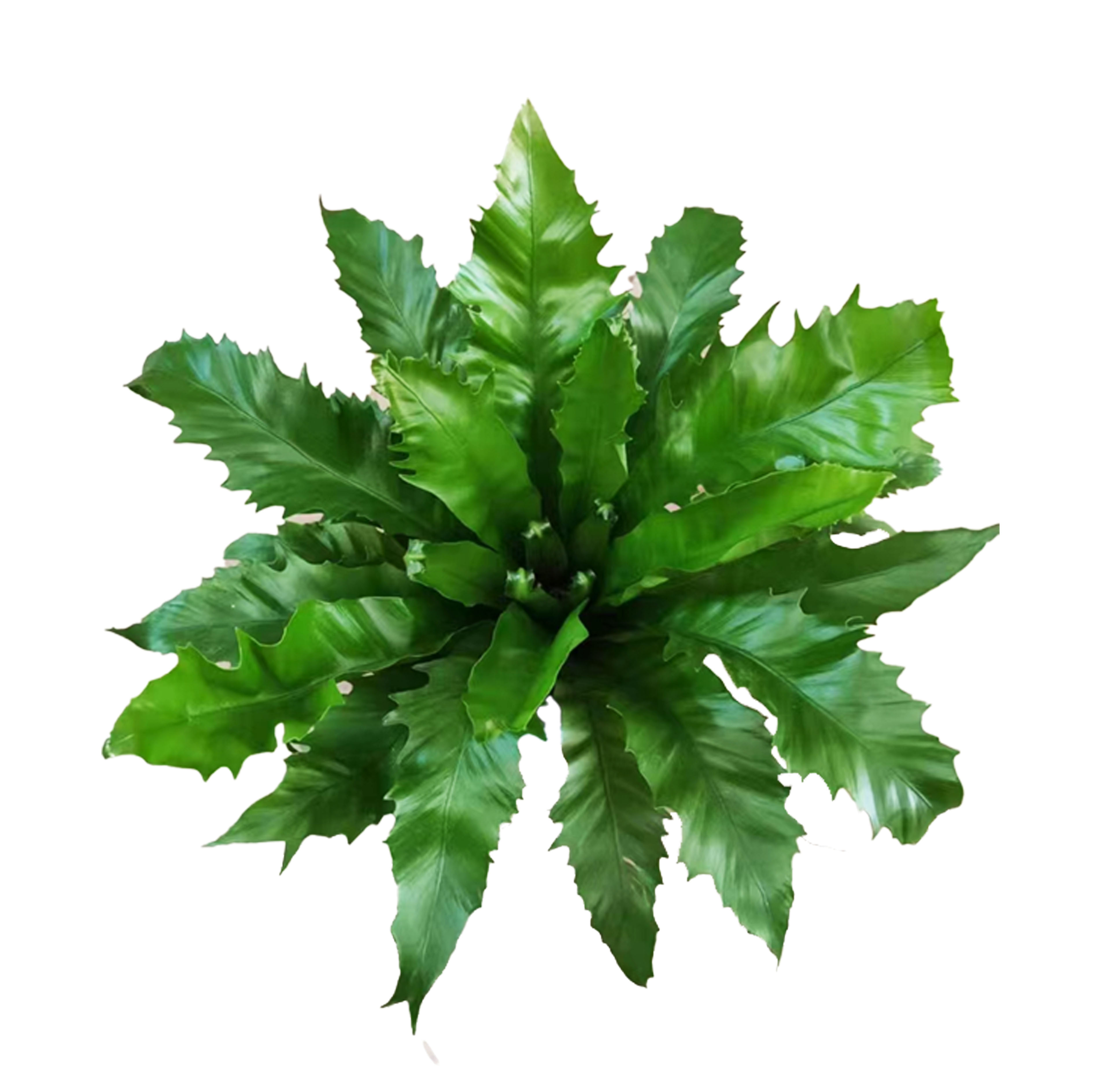 Asplenium