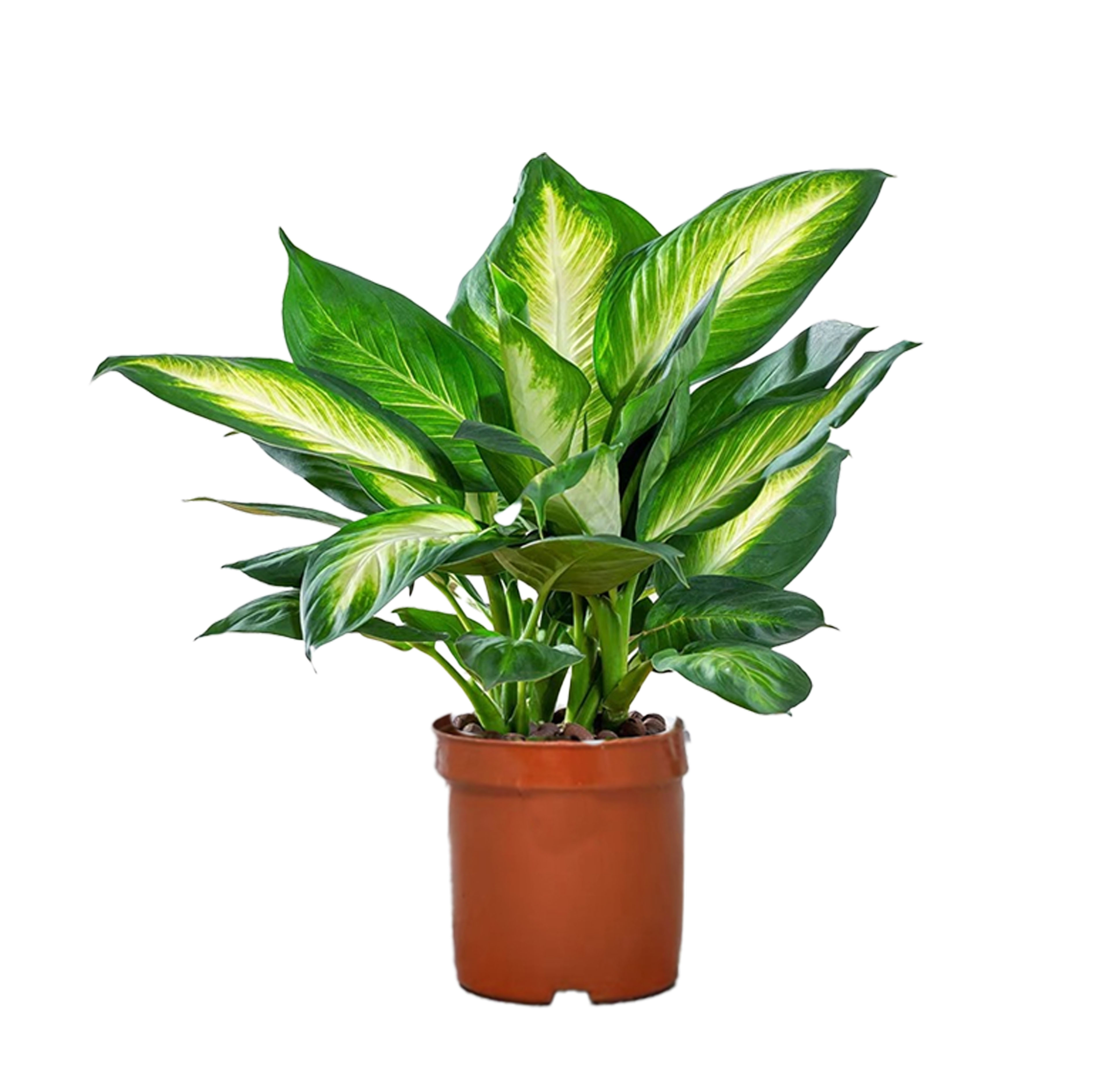Dieffenbachia Seguine