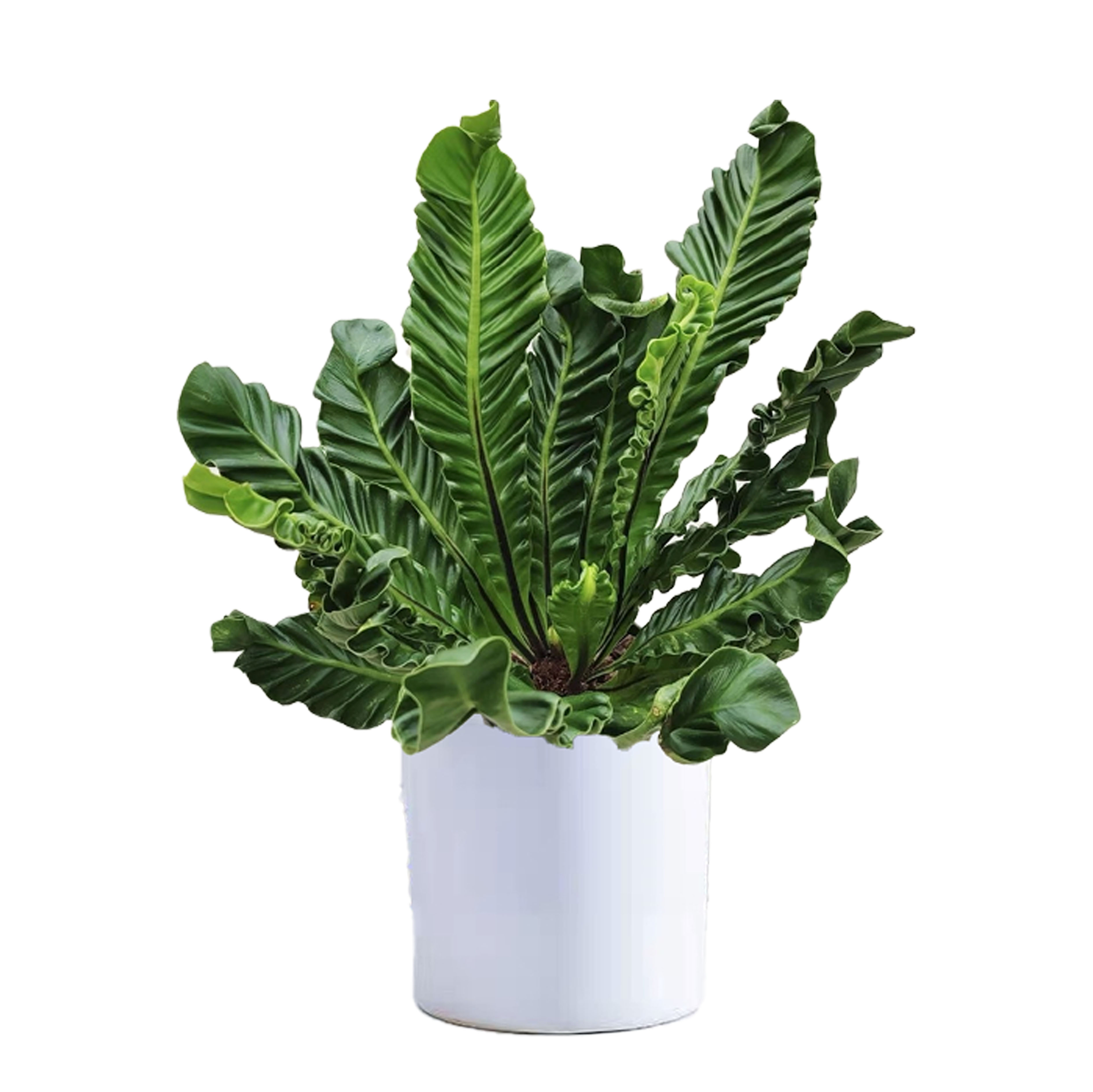 Asplenium nidus cobra