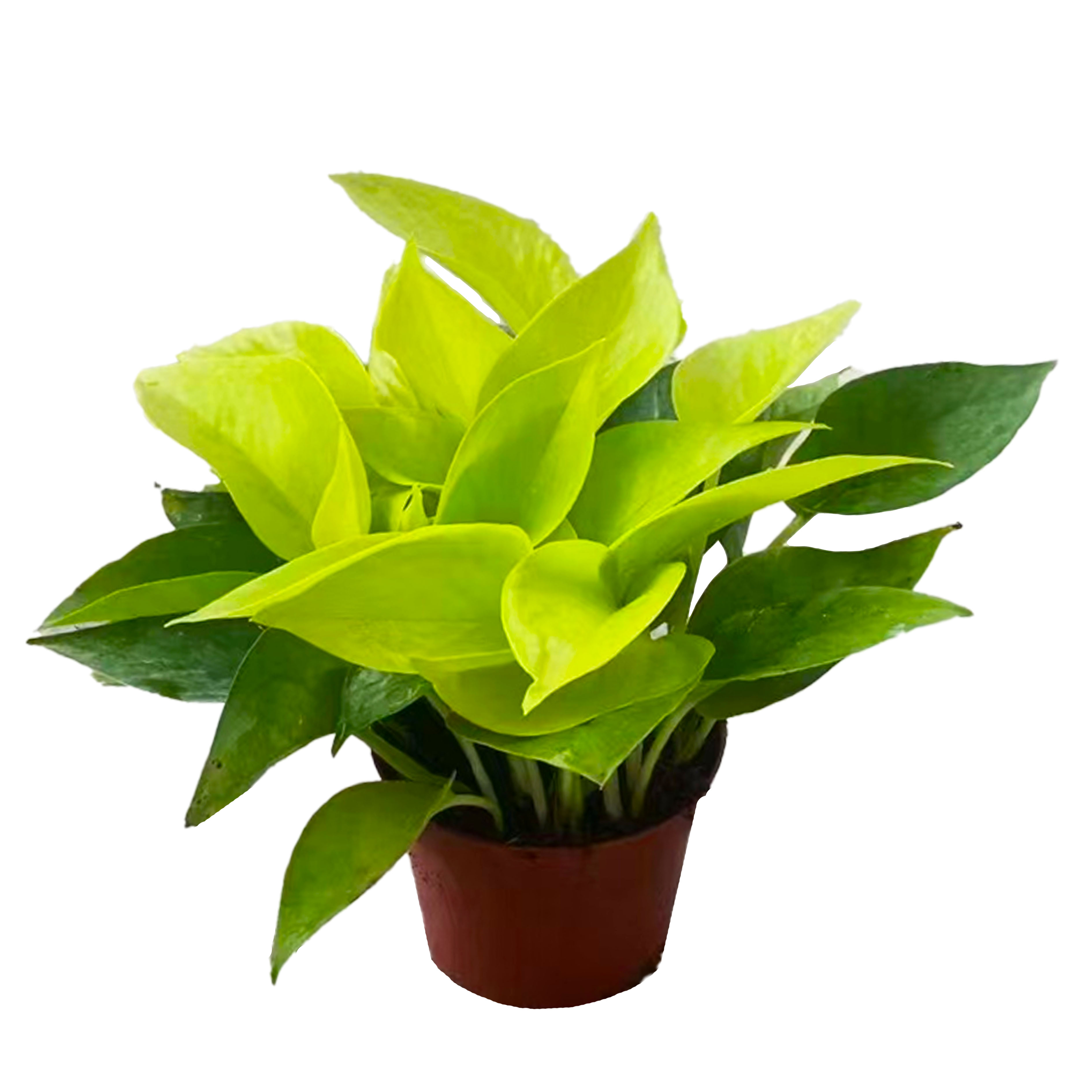 Aureum Golden Pothos
