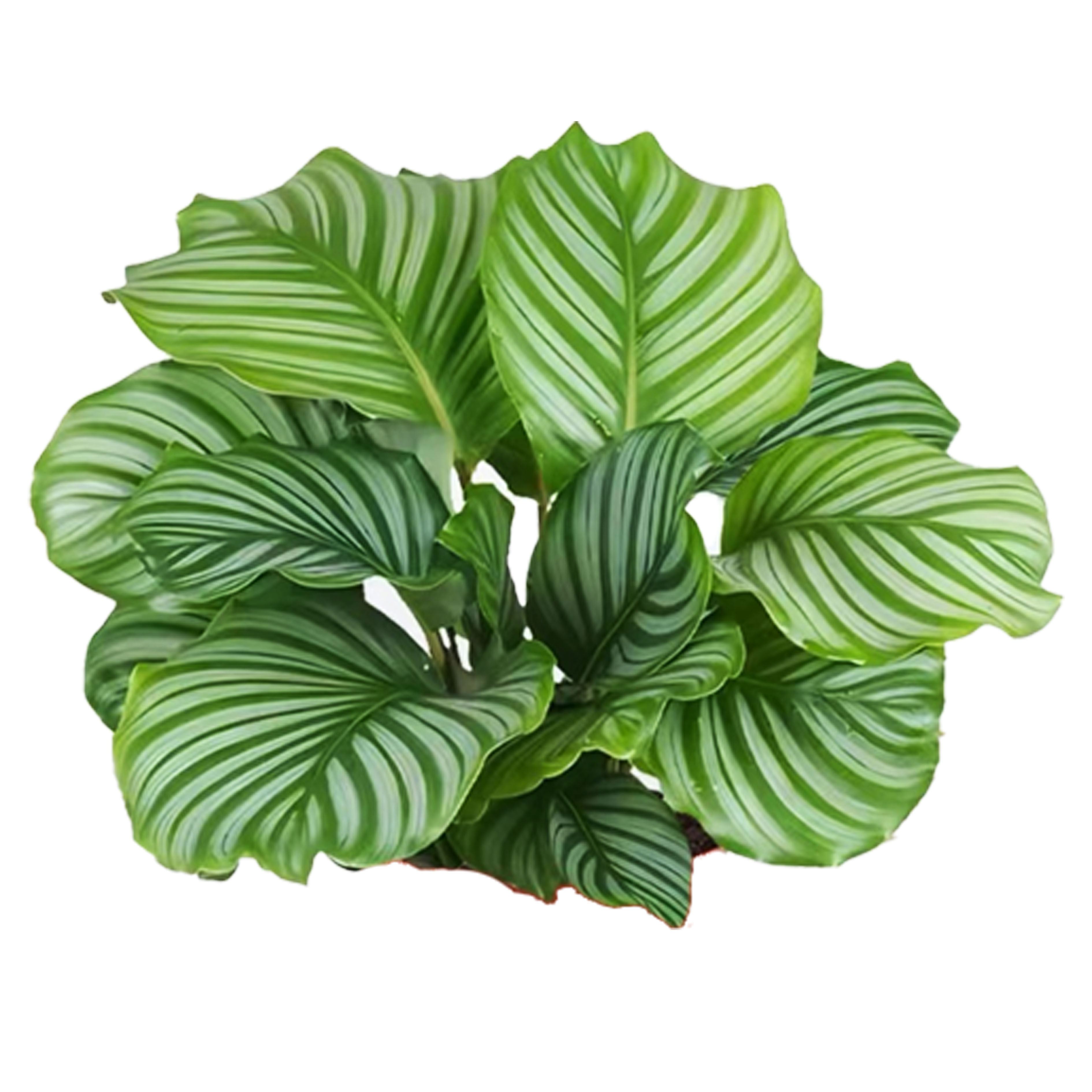 Ctenanthe roseolineata