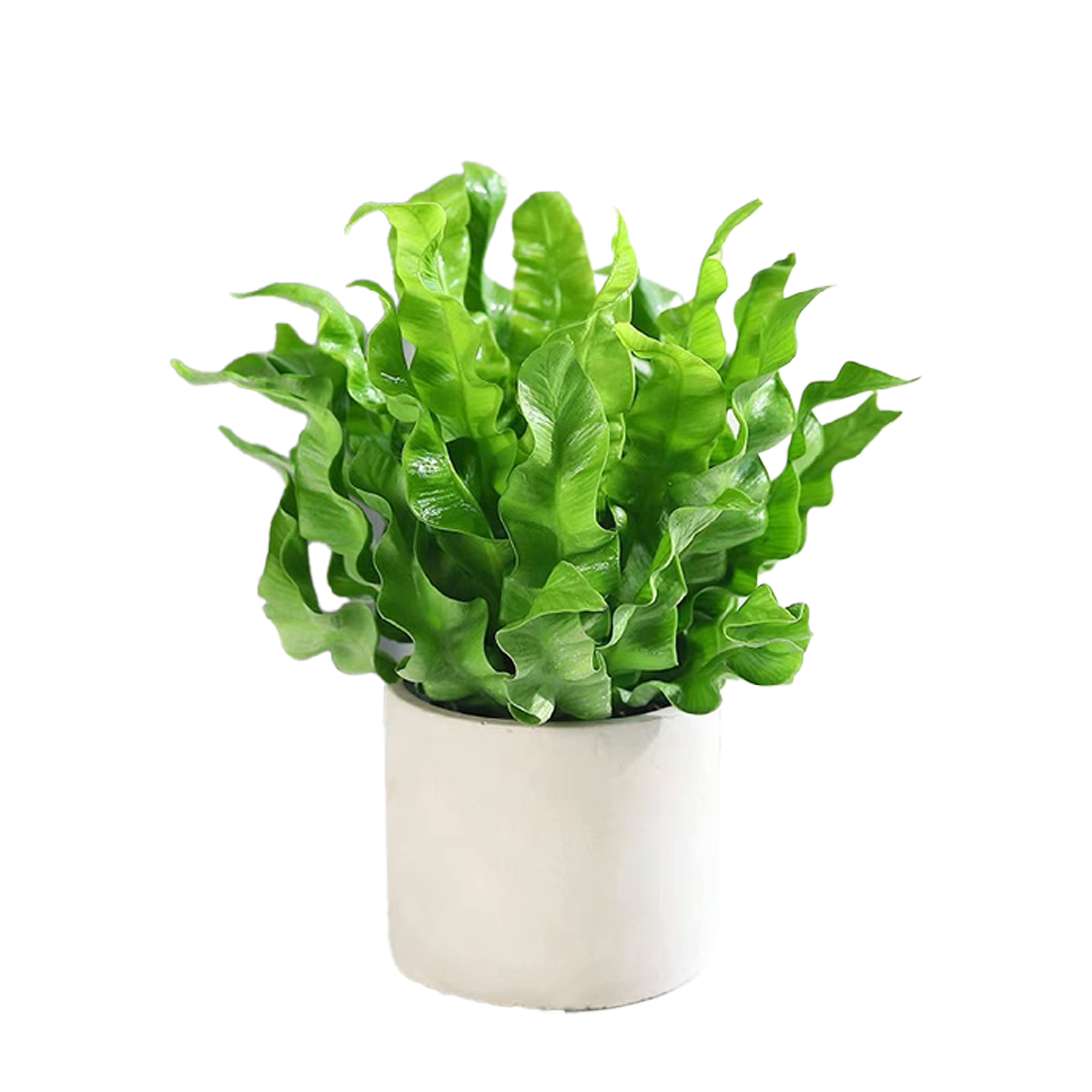 Asplenium nidus crispy wave