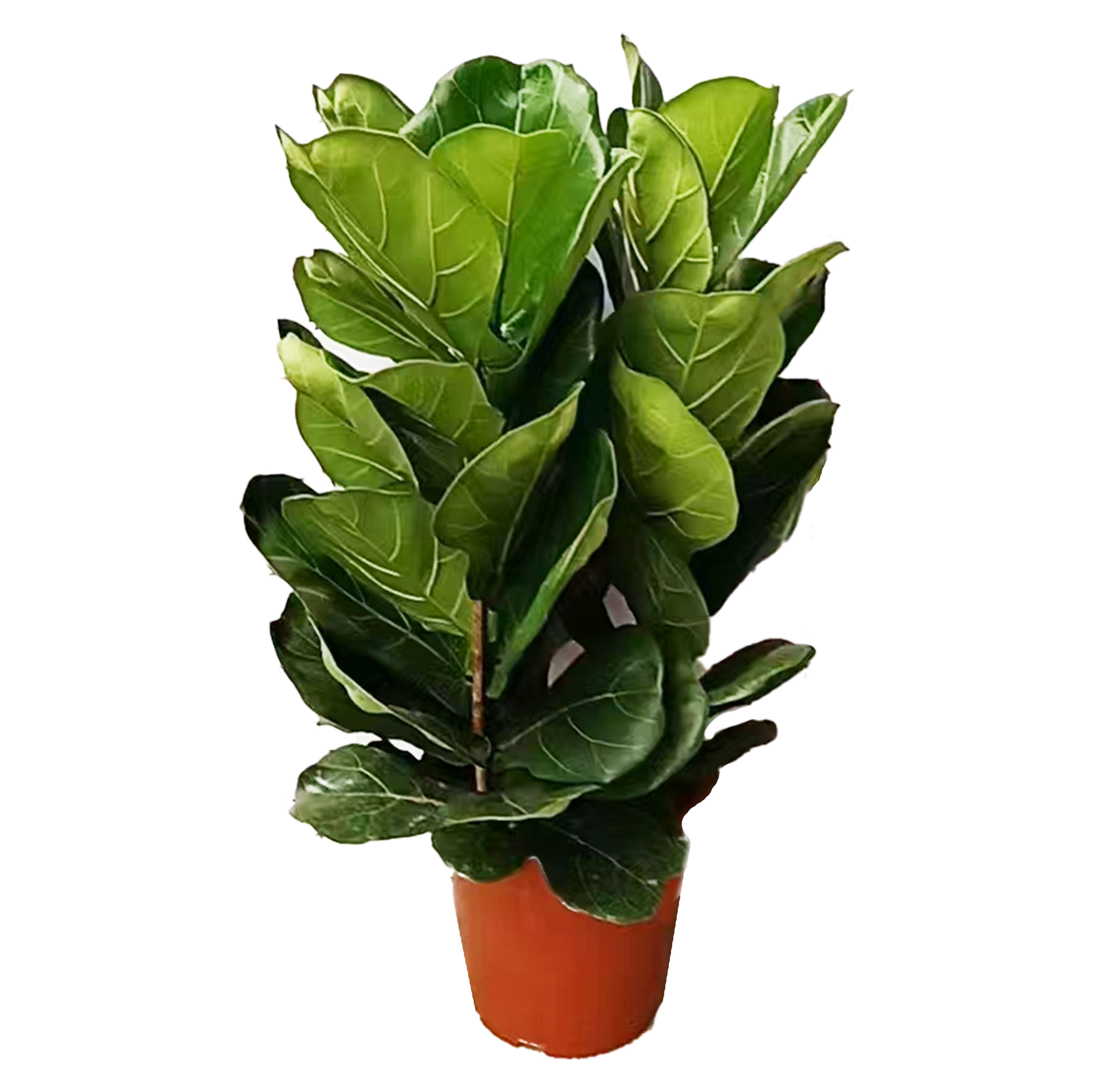 Ficus pandurata Hance(tall)