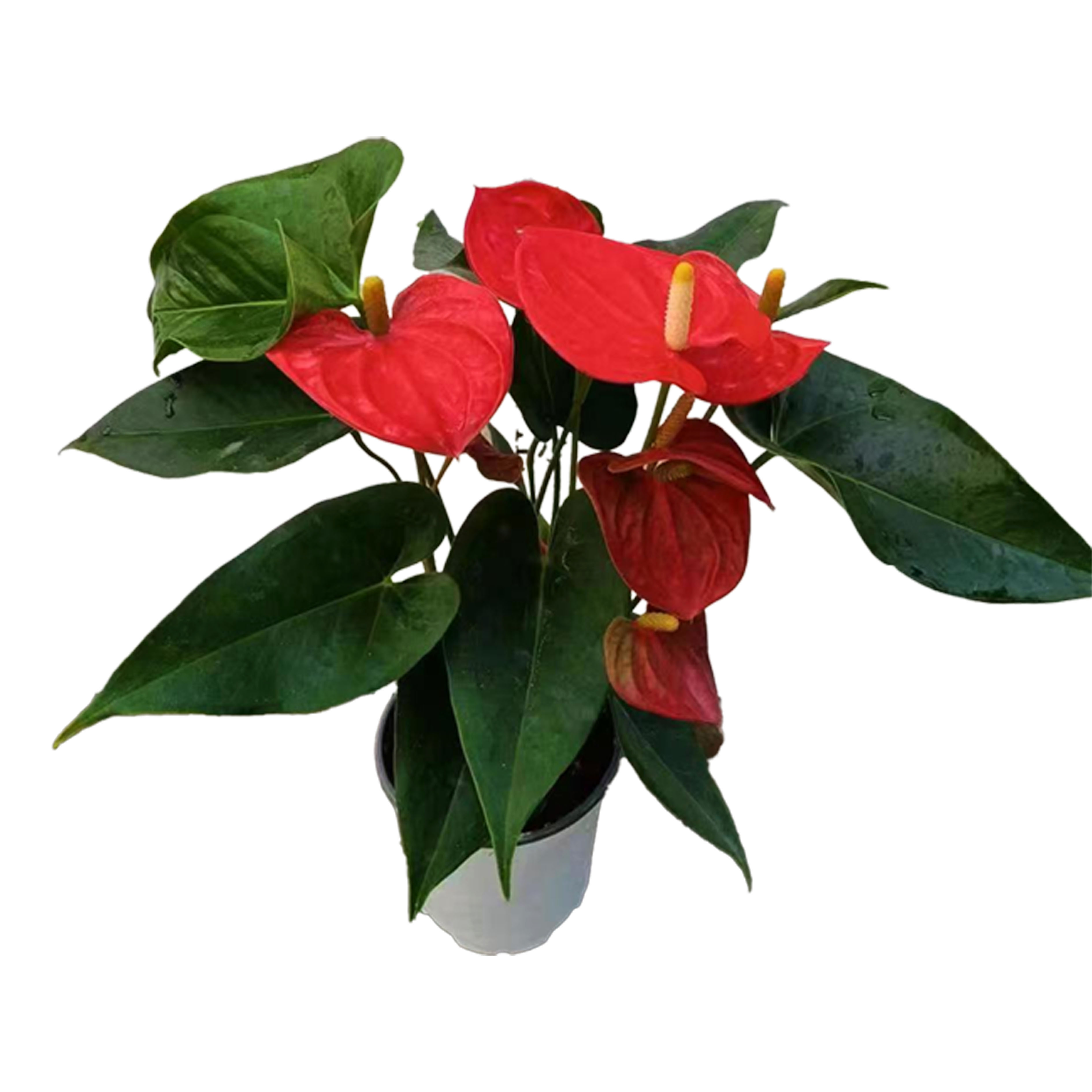Anthurium