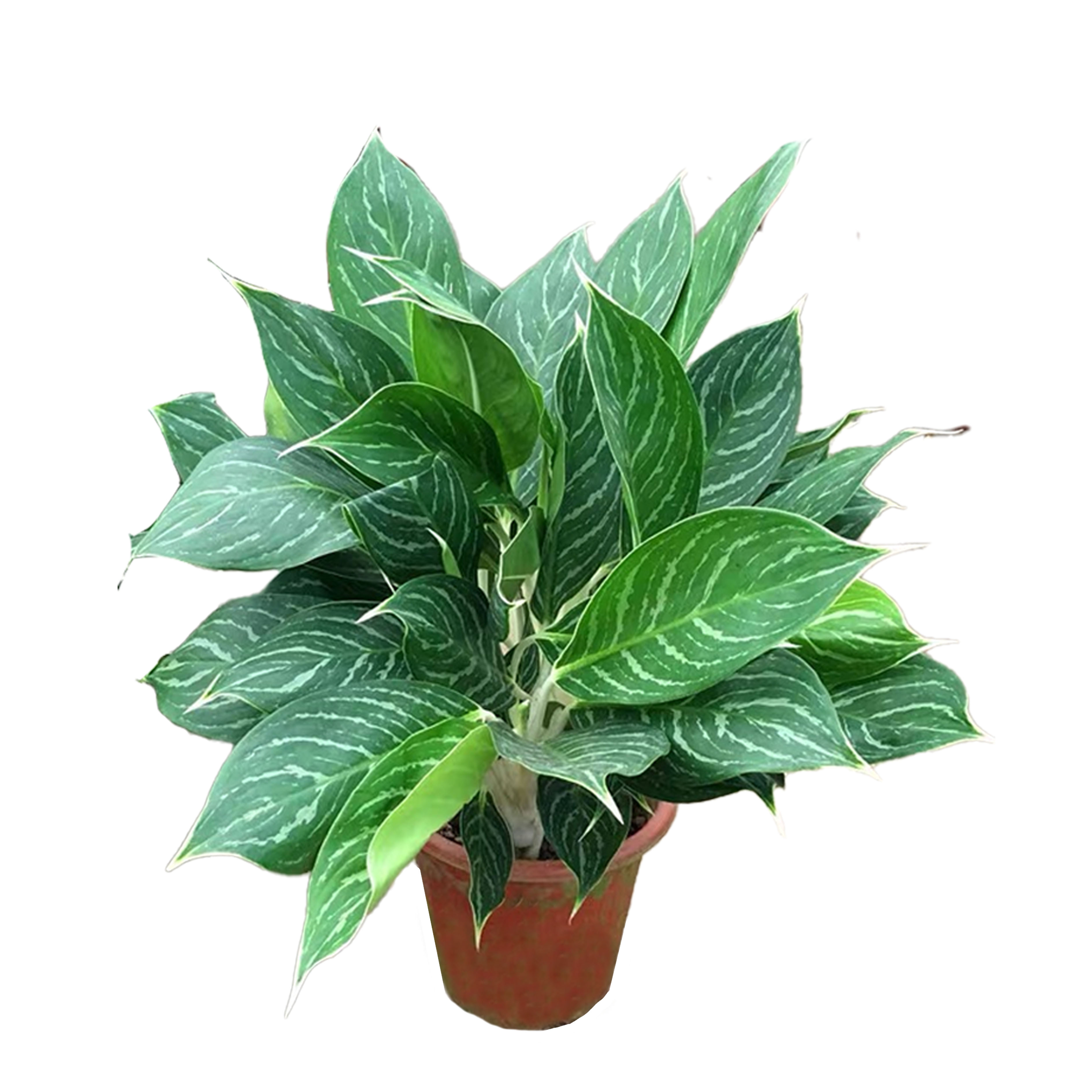 Aglaonema Stripes