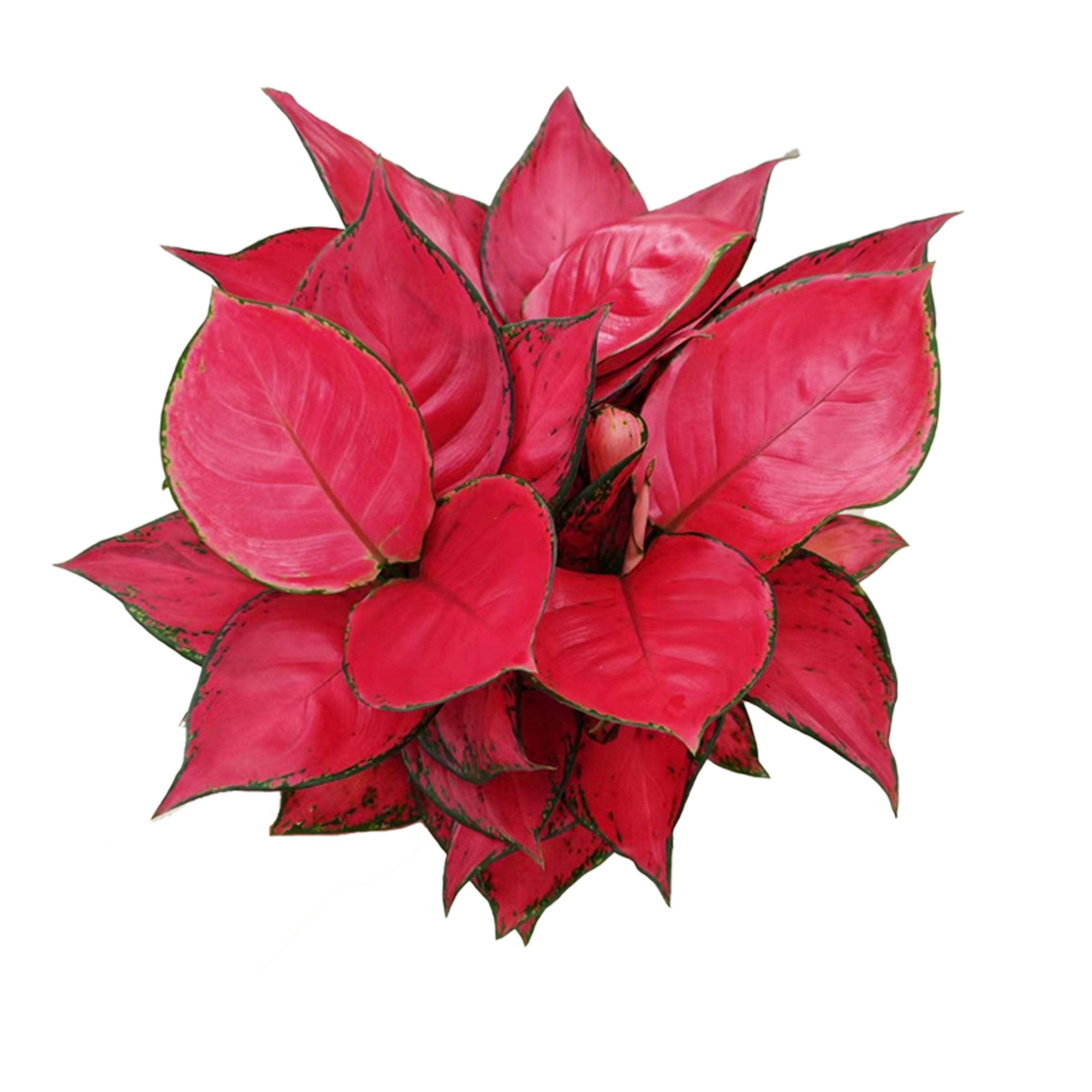 Aglaonema dimond red