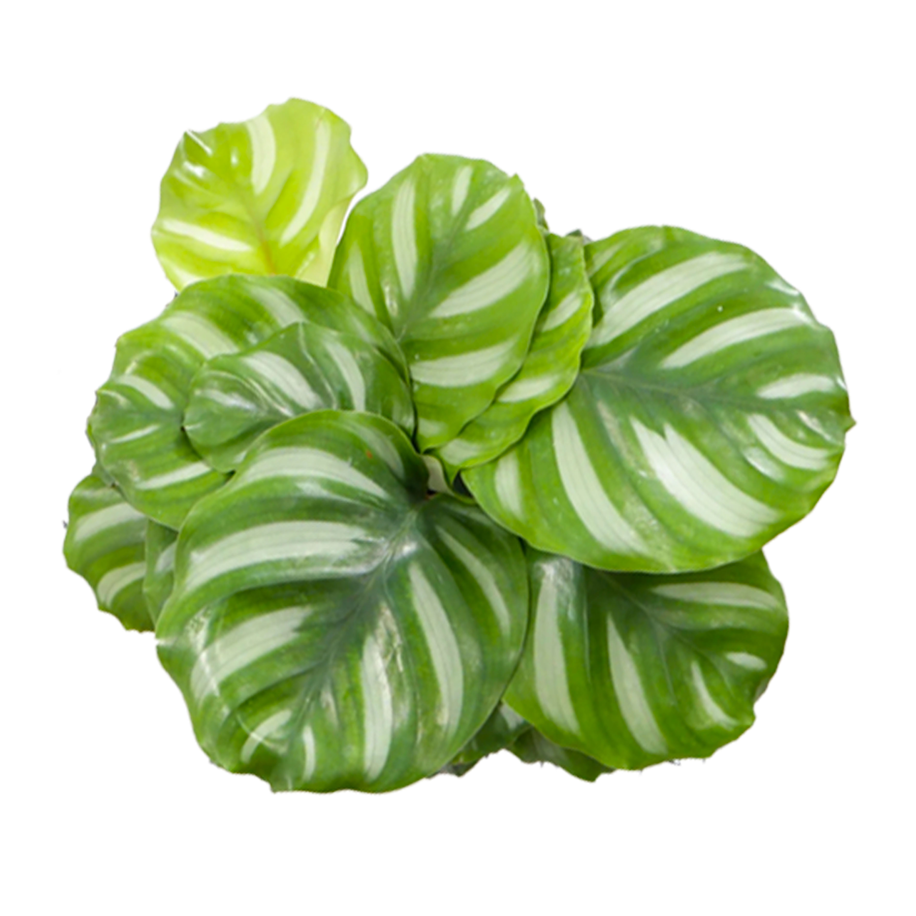Ctenanthe zebrina