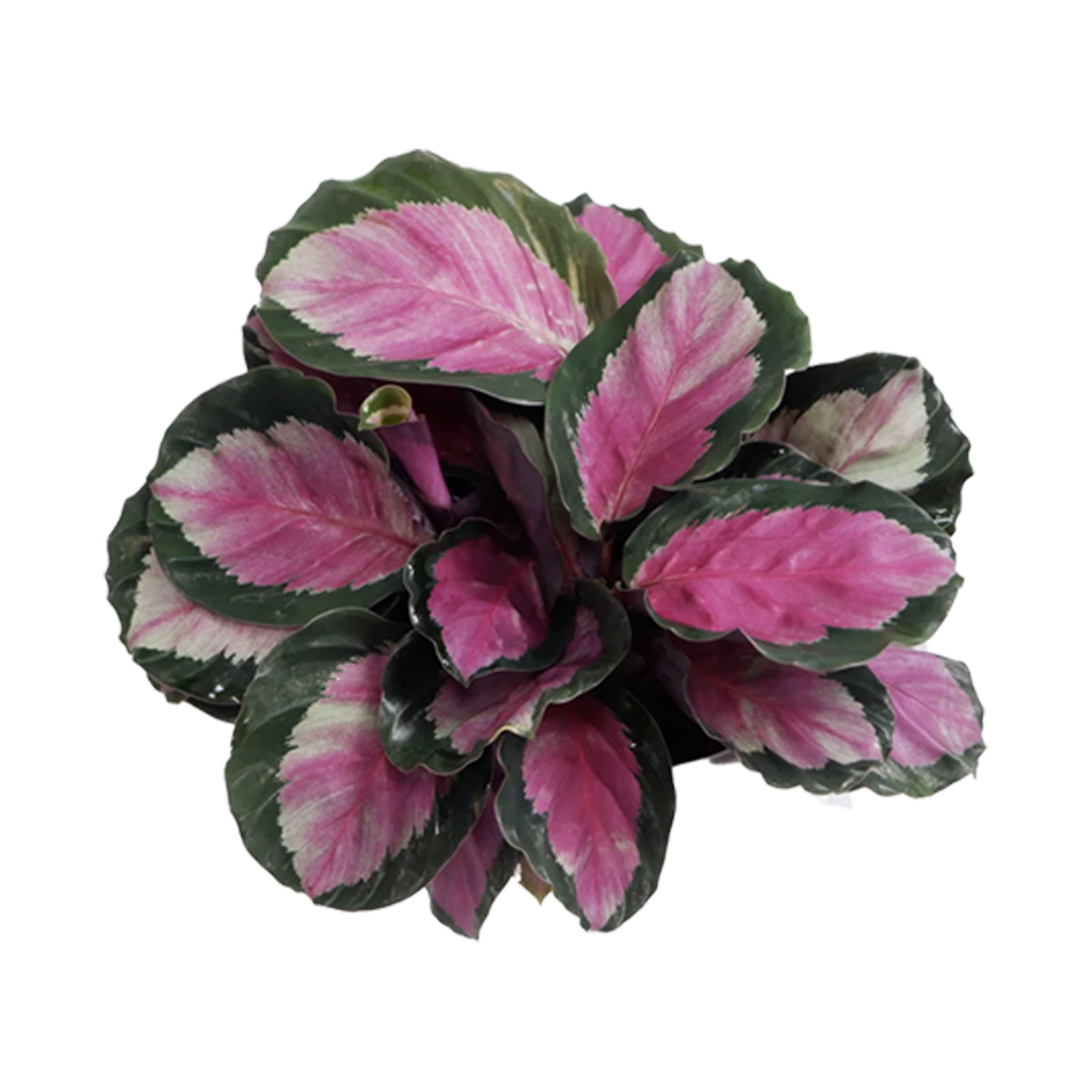 Ctenanthe roseopicta corona