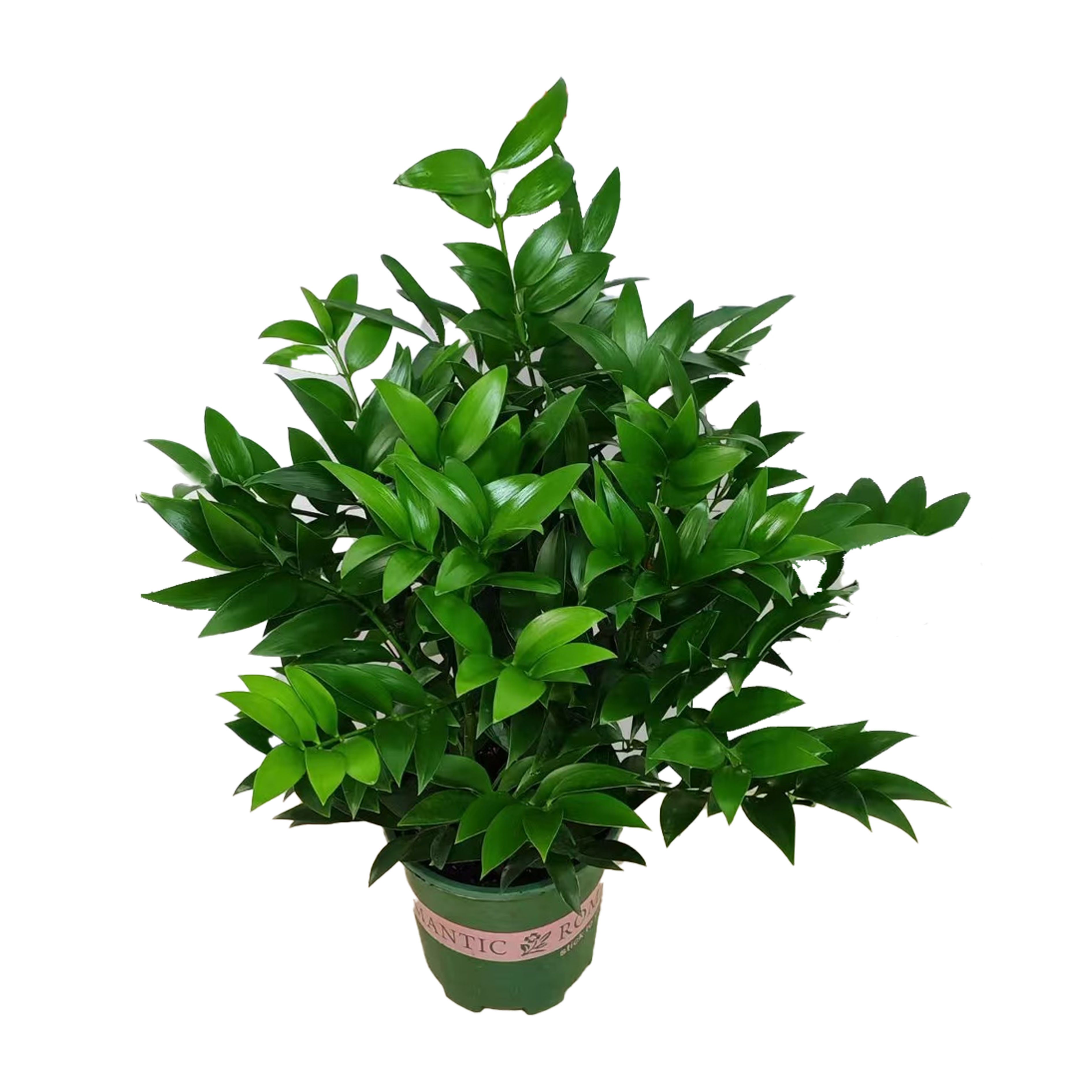 Podocarpus nagi