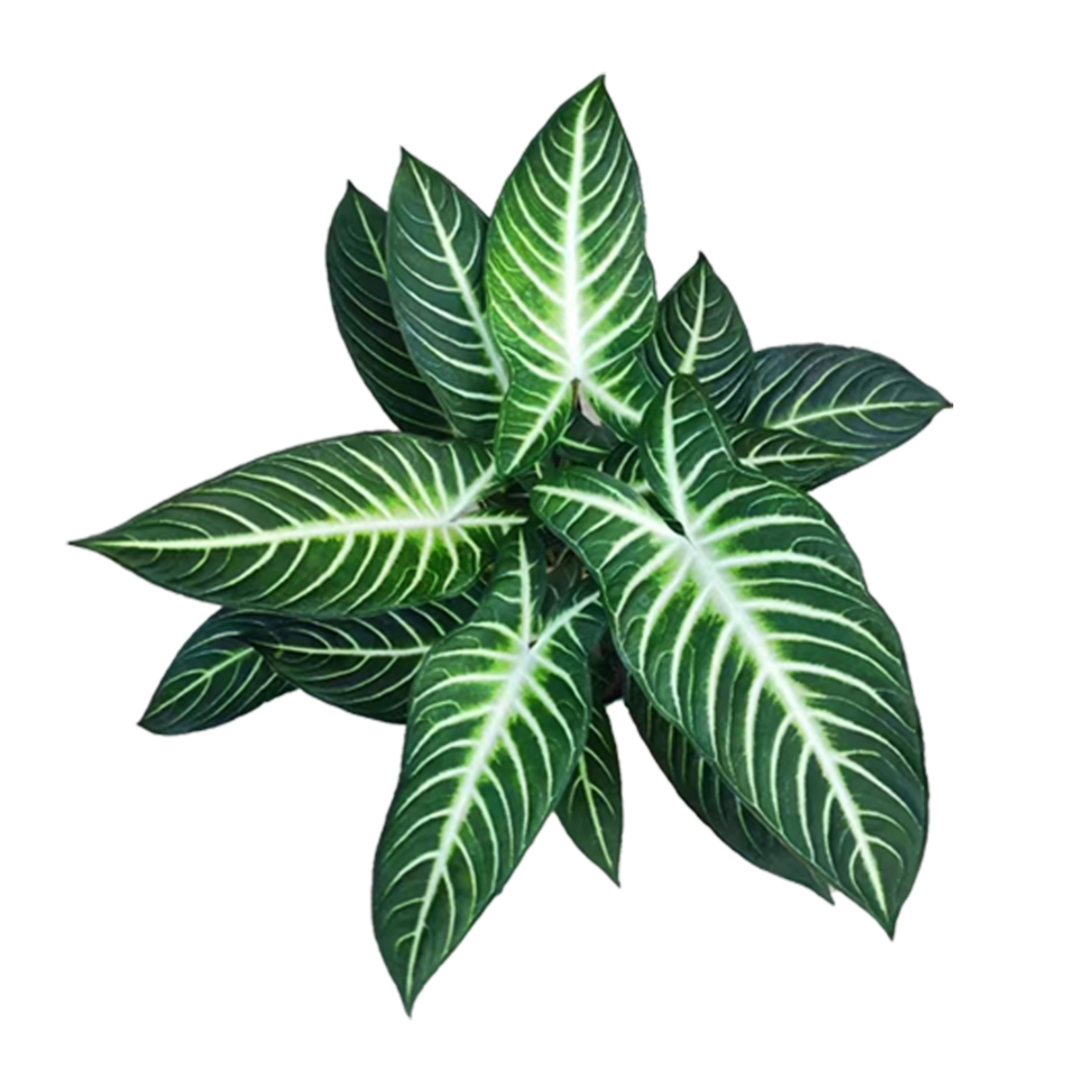 Ctenanthe Xanthosoma lindenii