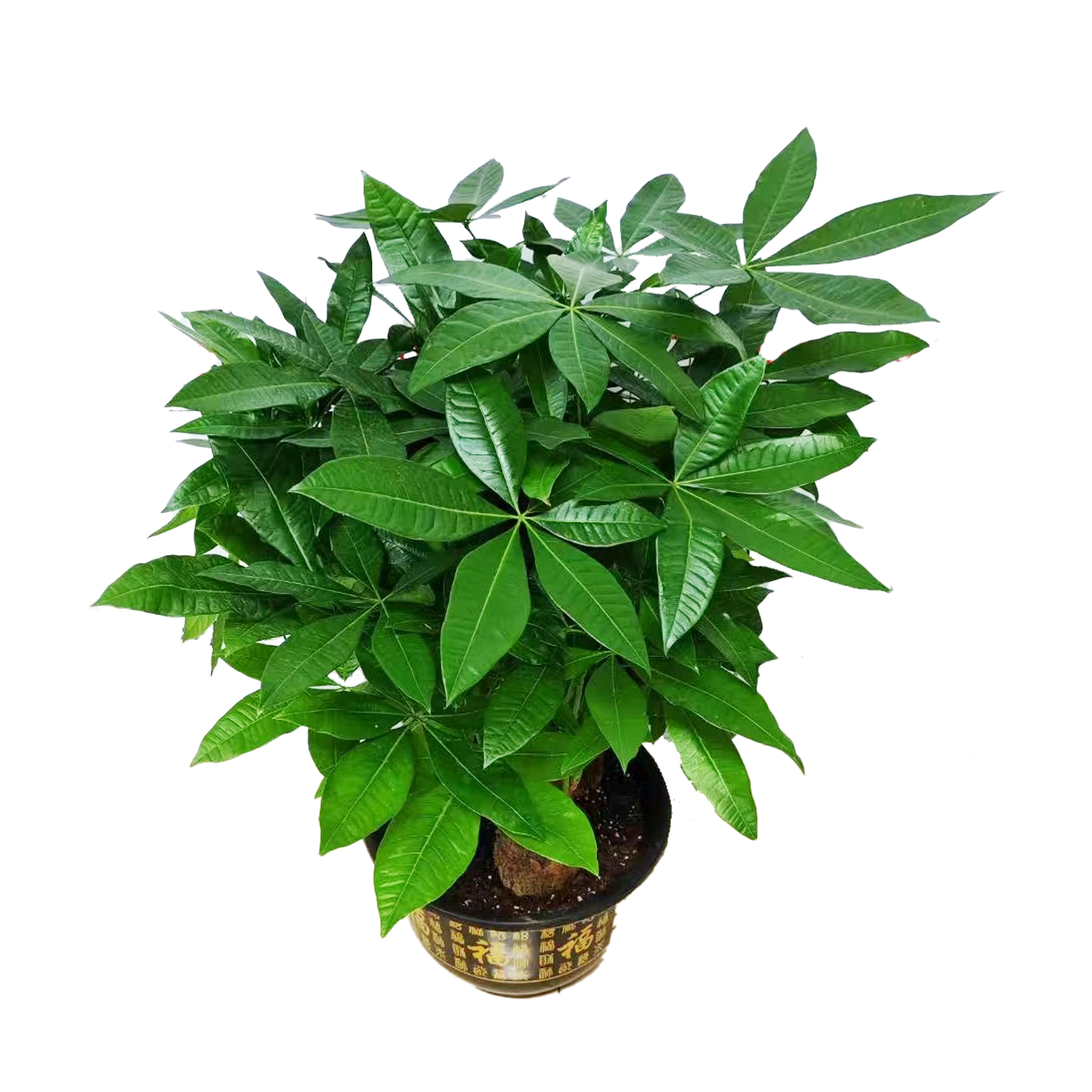 Pachira macrocarpa