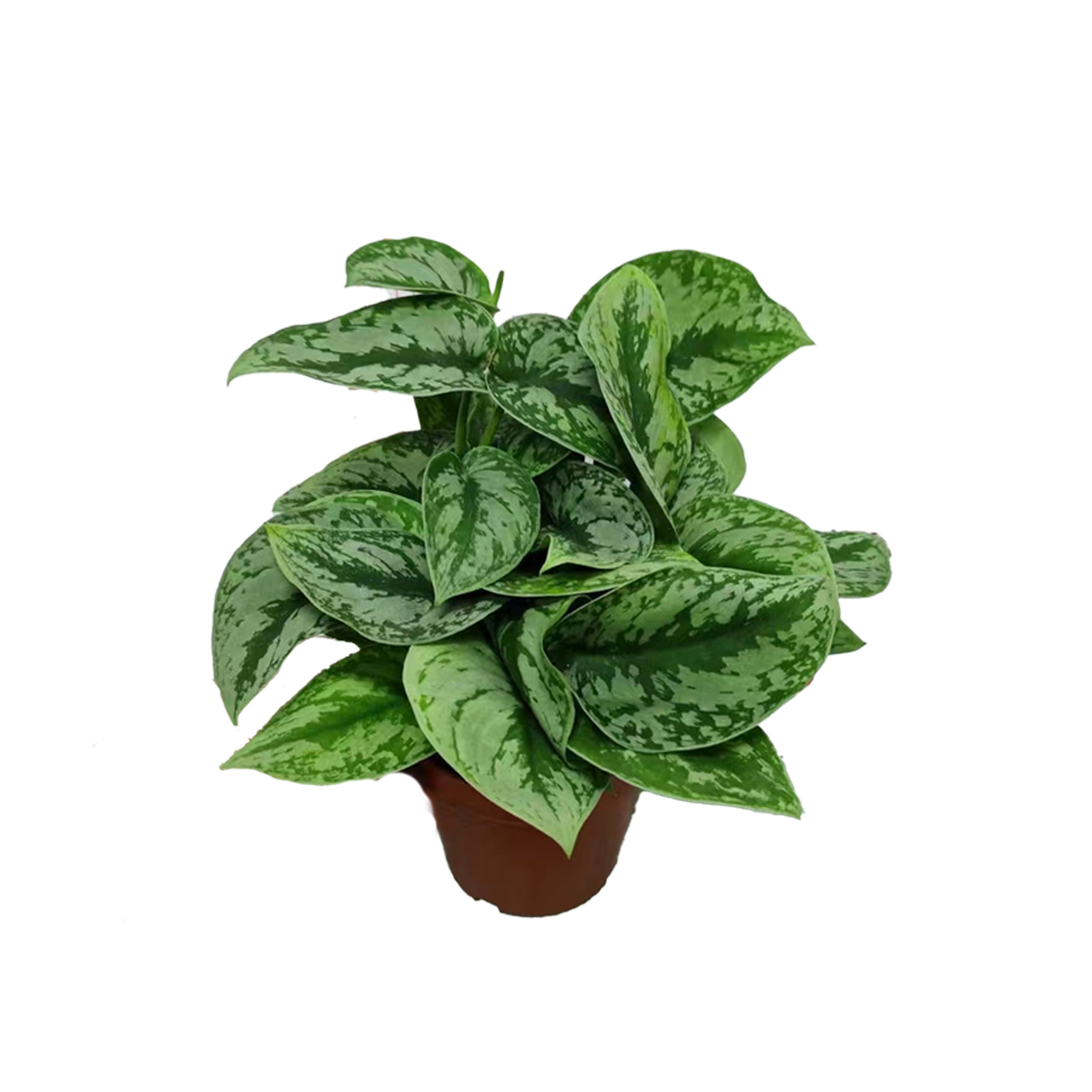 Aureum ’Silver soot ’