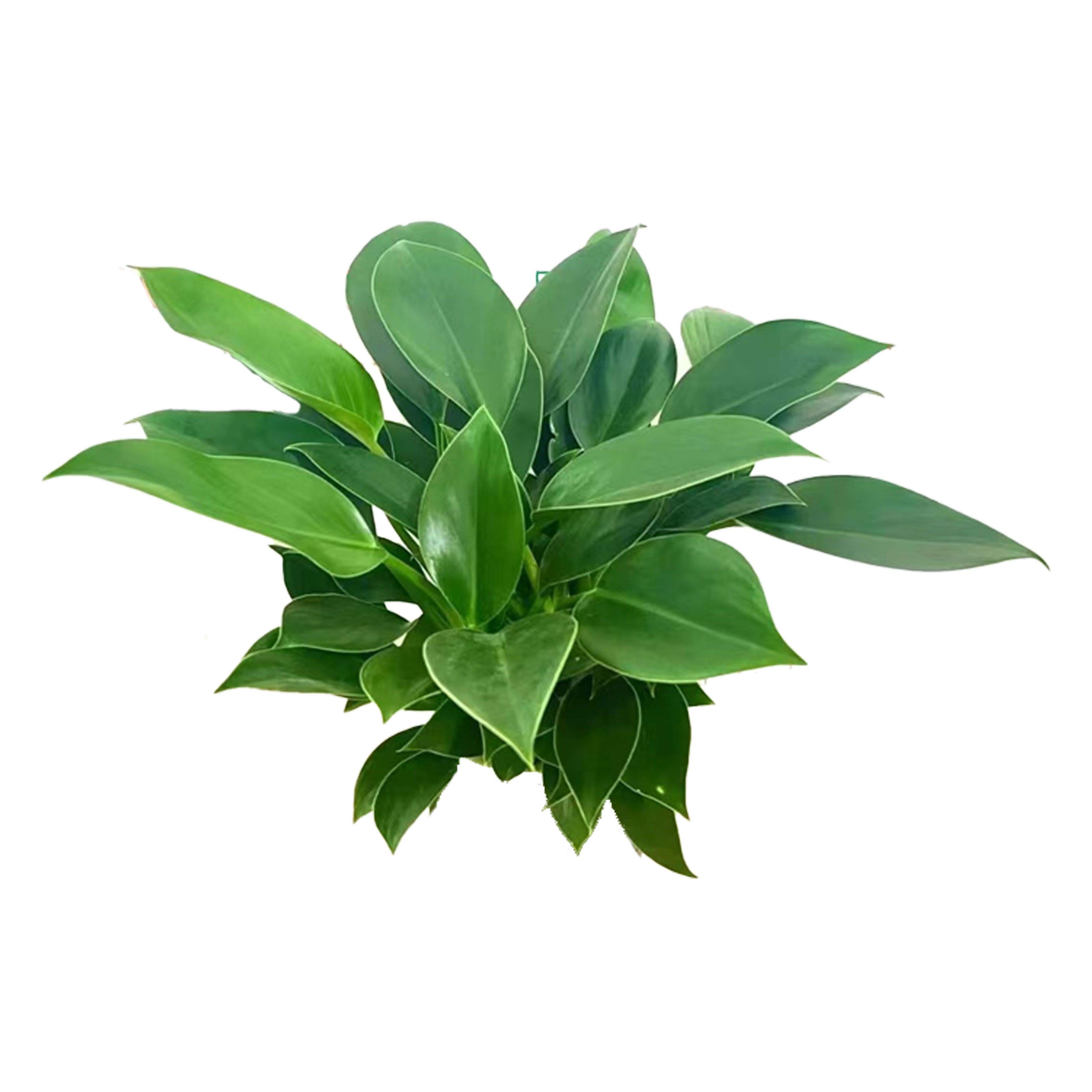 Philodendron Imperial Green