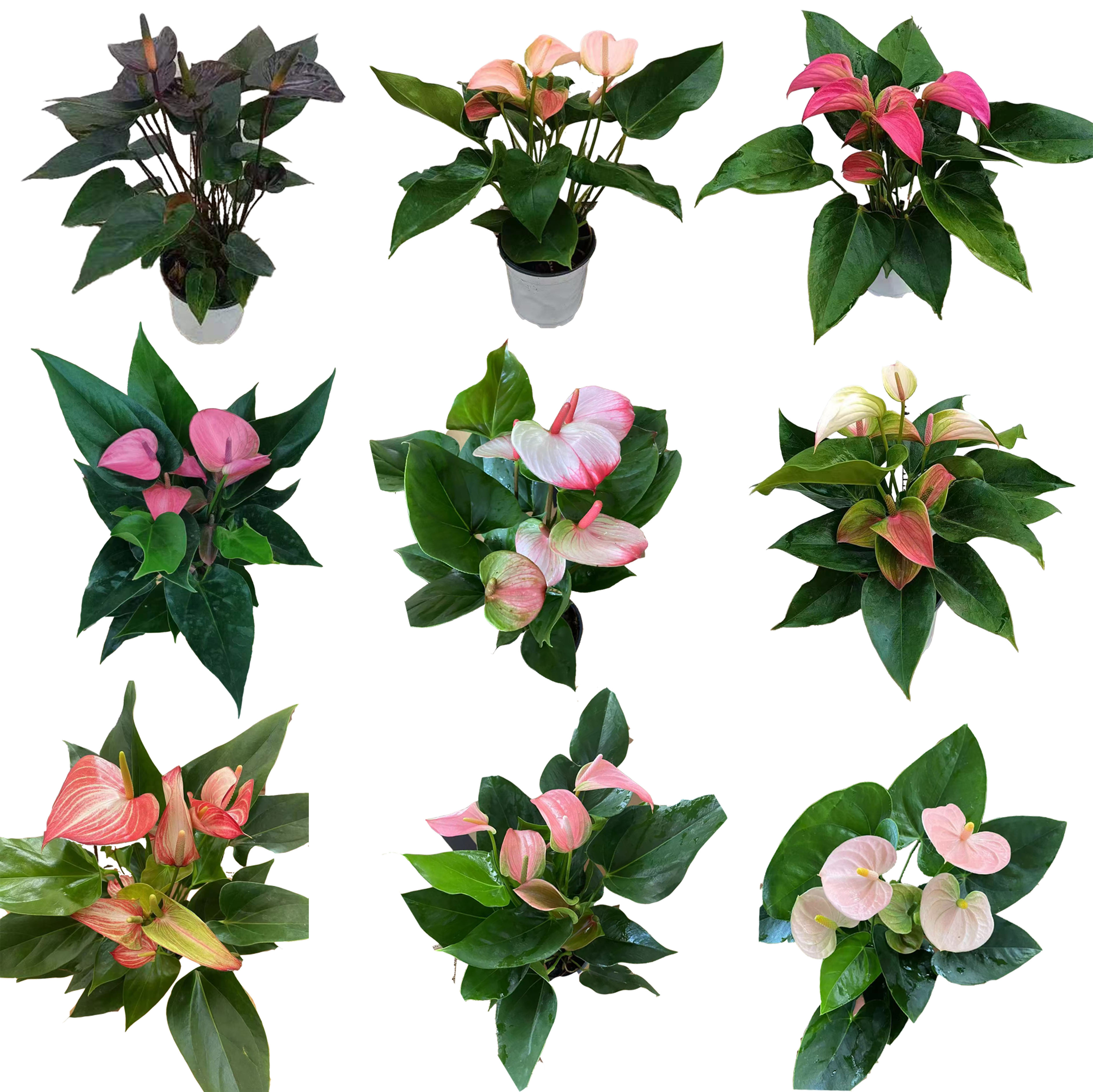 Anthurium (more colors)
