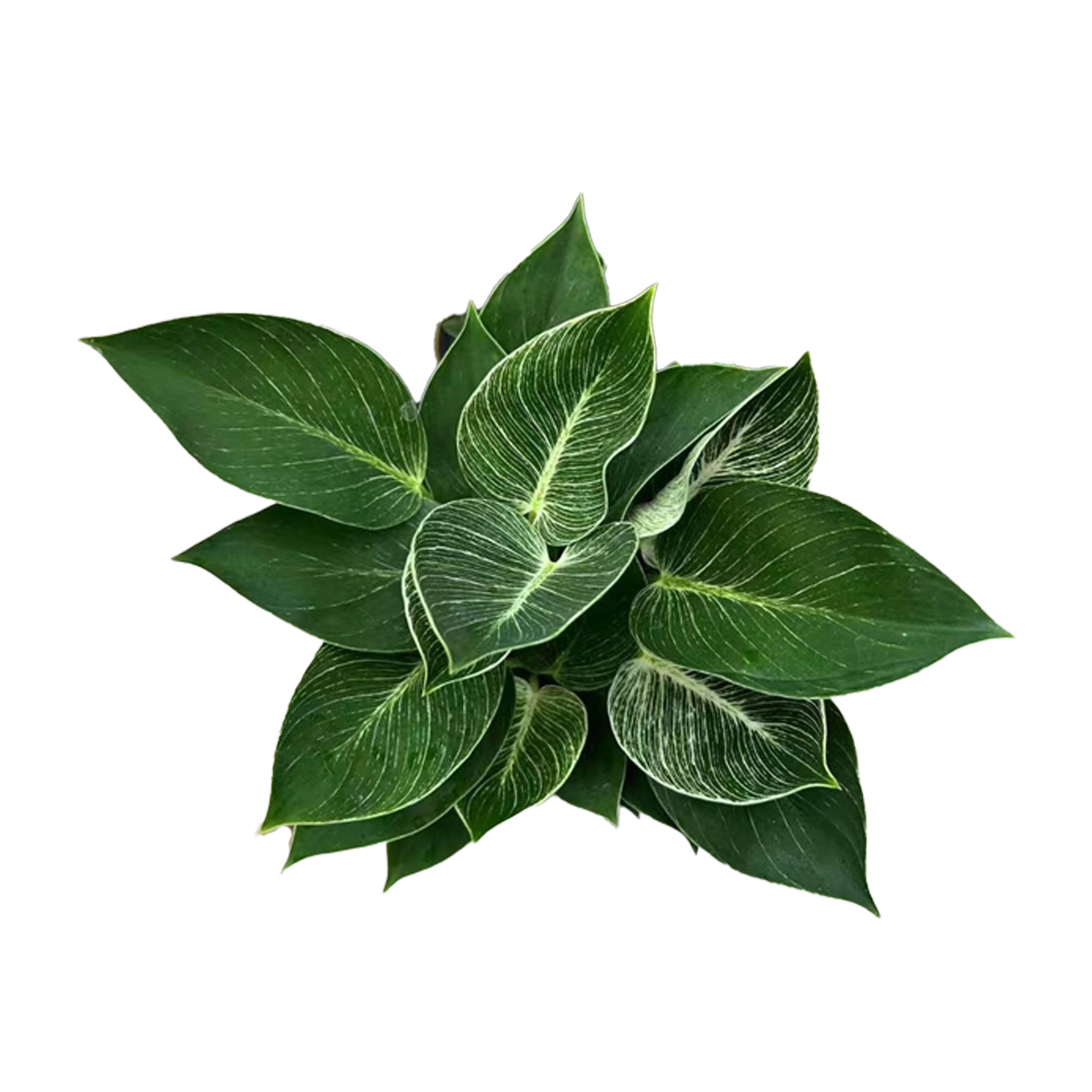 Philodendron'con-go’