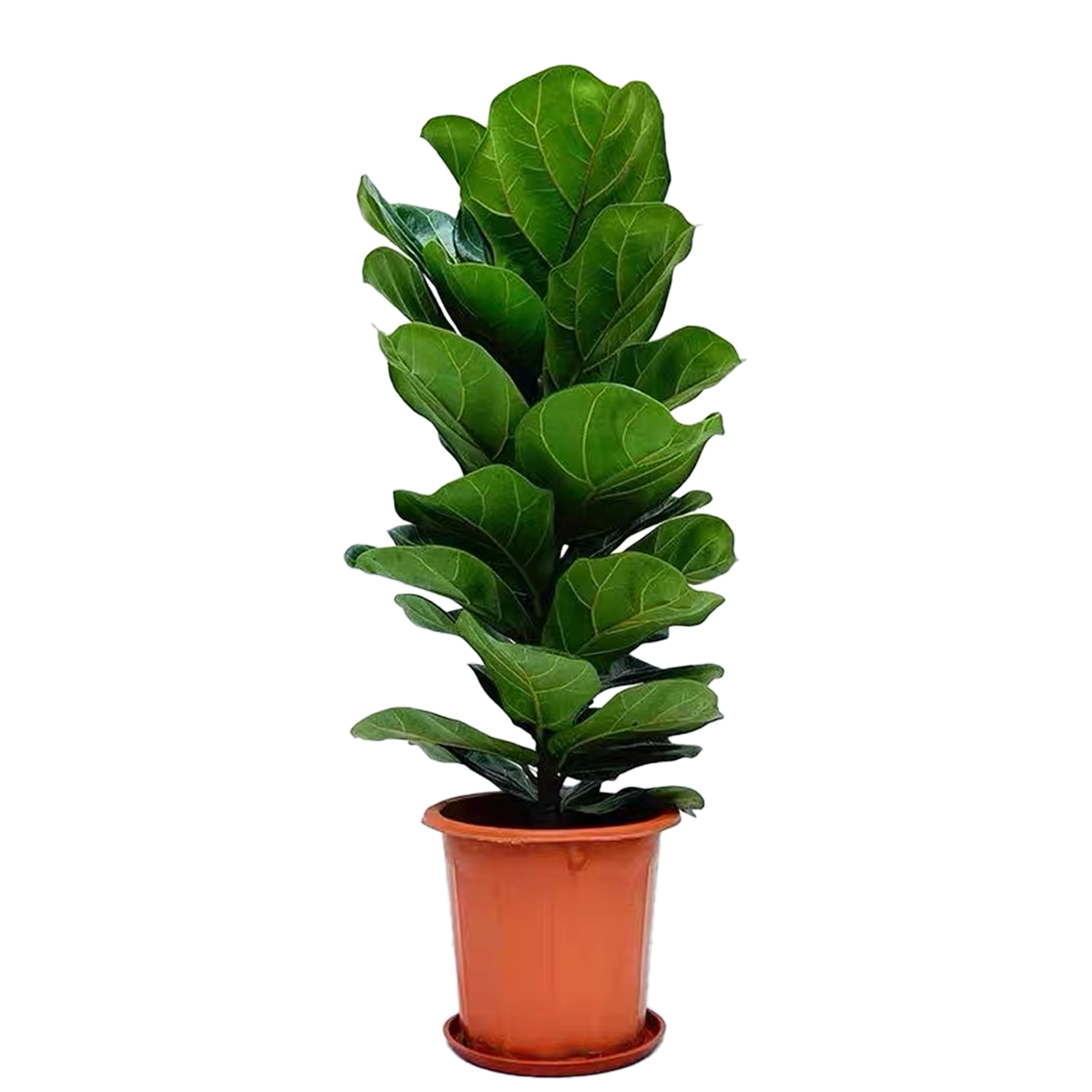 Ficus pandurata Hance