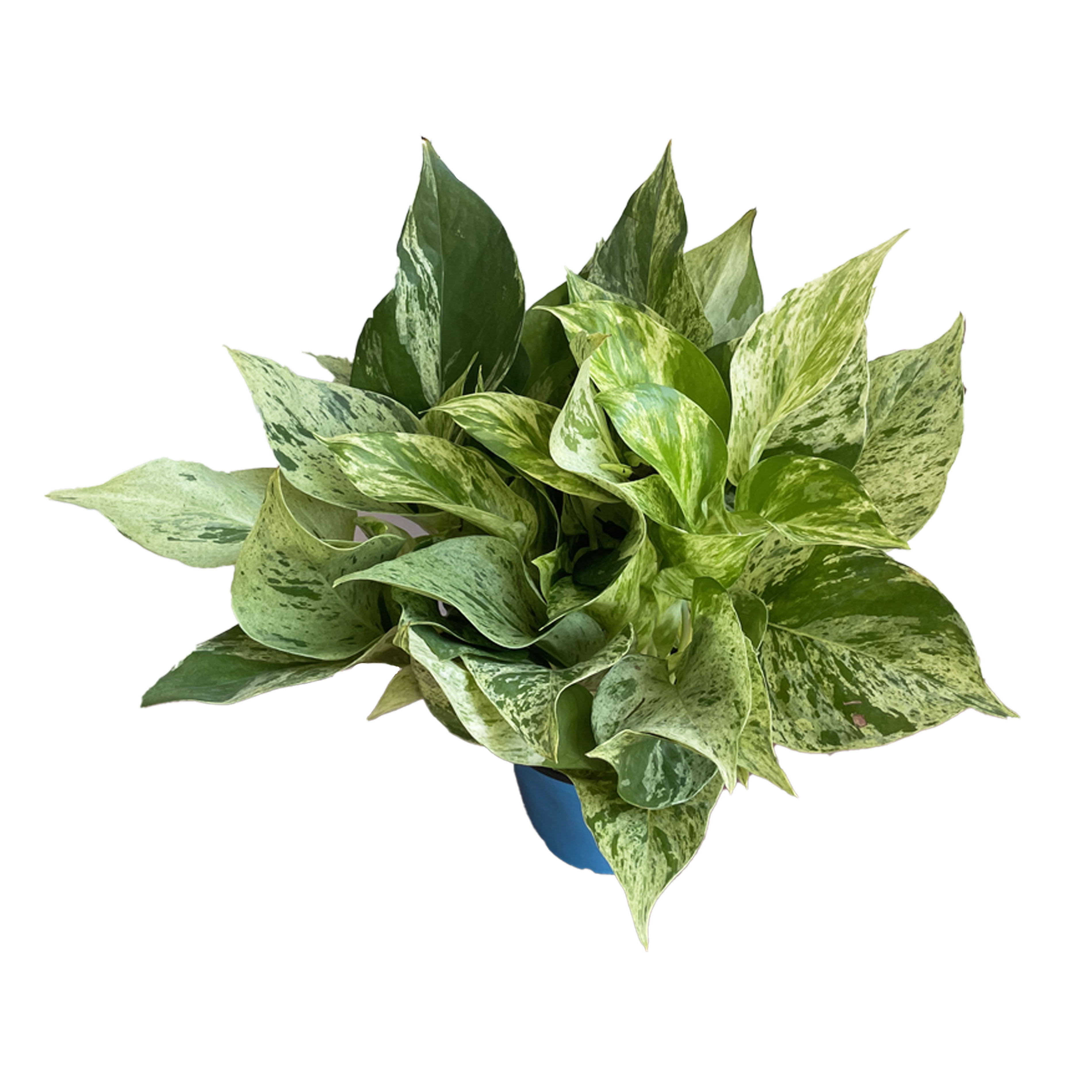 Aureum 'Manjula'