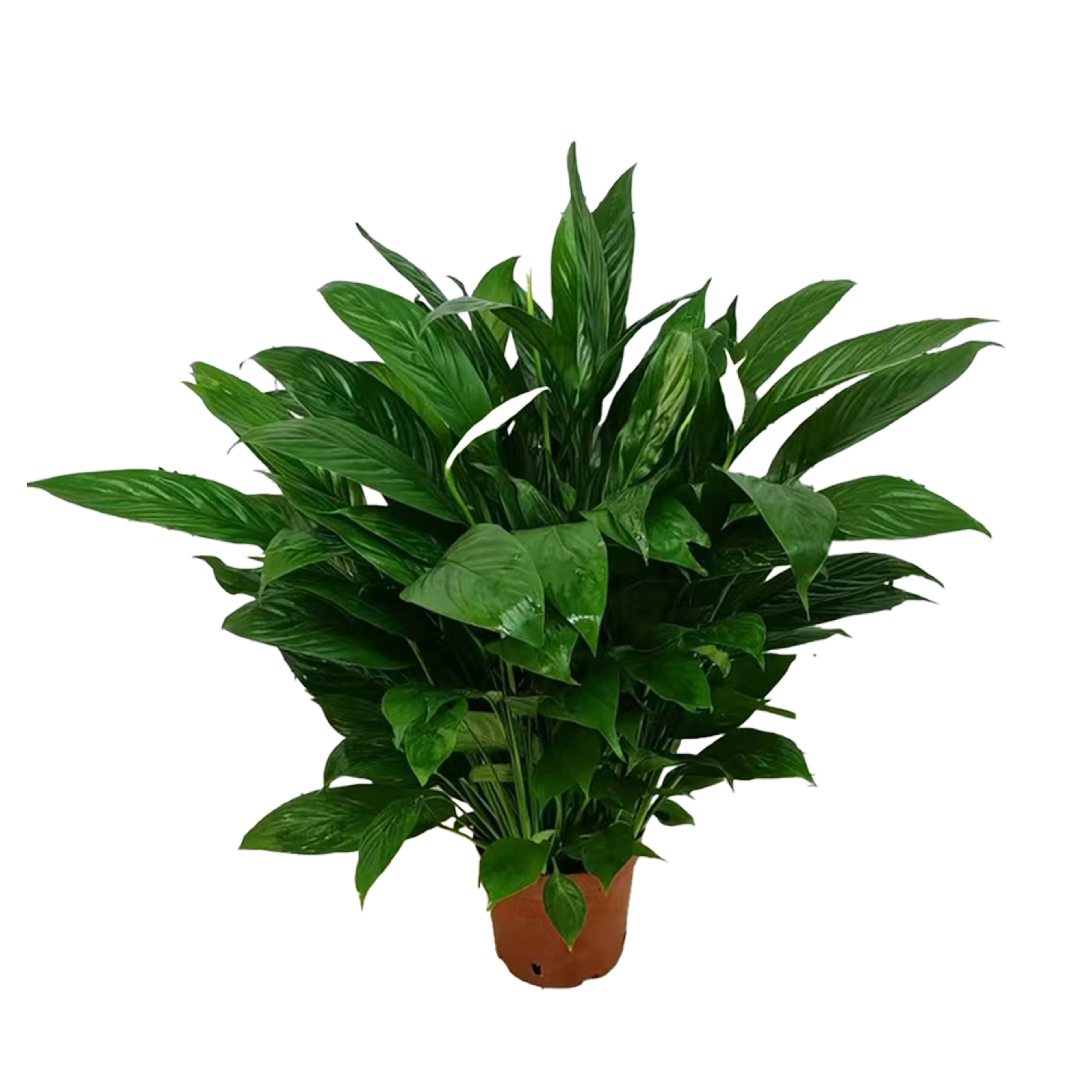 Spathiphyllum