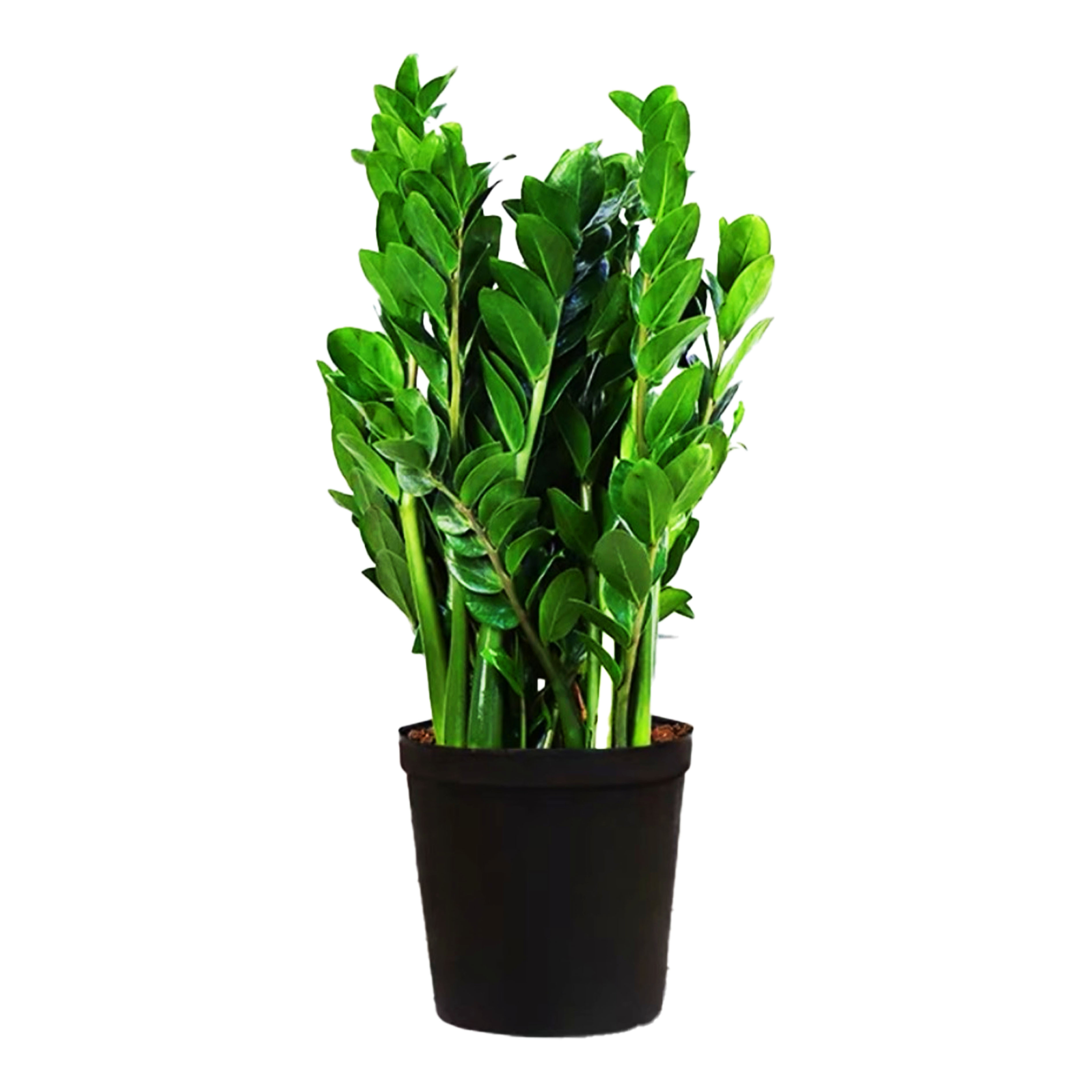 Zaminoculcus