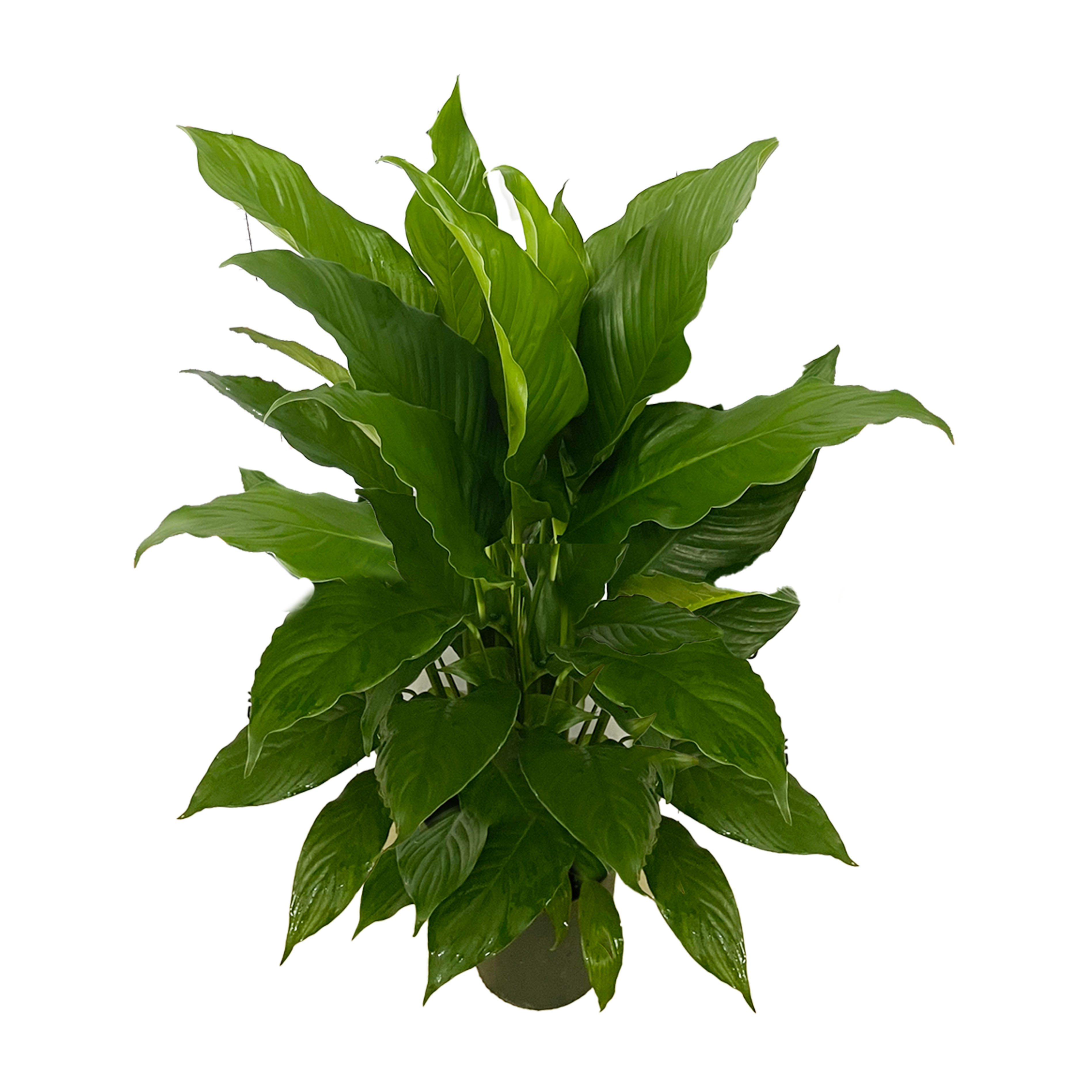 Spathiphyllum (tall)